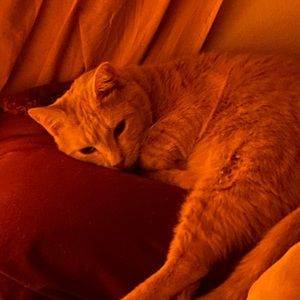 Meet your Posher, Avery